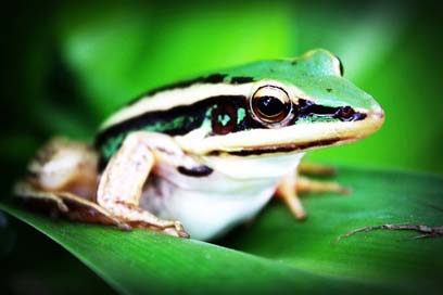 Treefrog Agalychnis-Callidryas Frog Amphibian Picture