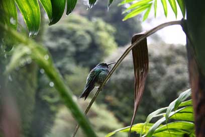 Hummingbird Jungle Bird Panama Picture