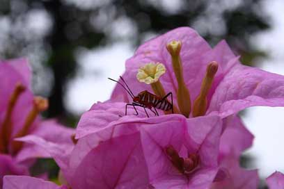 Flower Macro Nature Insect Picture