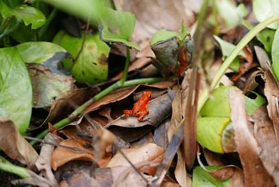 Frog Animal Poison-Dart-Frog Red-Frog Picture