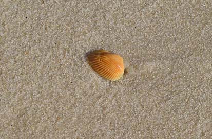 Yellow-Shell-In-Wet-Sand Beach Sand Shell Picture