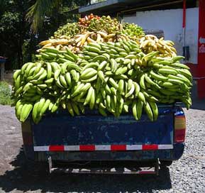 Banana Panama Truck Plantain Picture