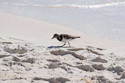 Ruddy-Turnstone Animal Winter-Plumage Shore-Bird Picture