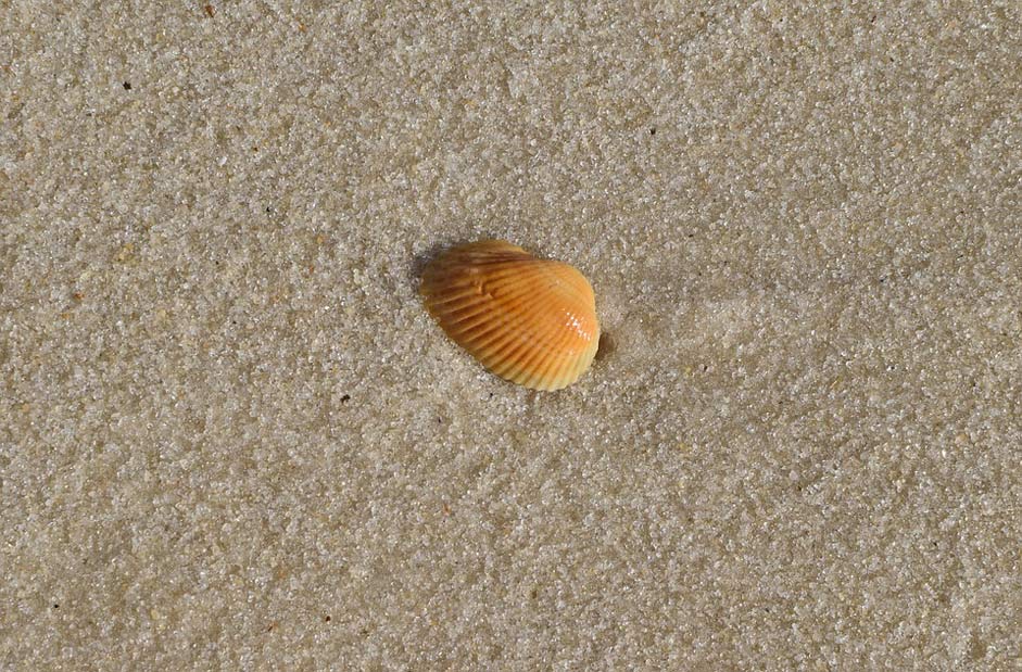Beach Sand Shell Yellow-Shell-In-Wet-Sand