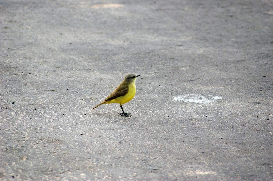 Paraguay Asphalt Road Bird