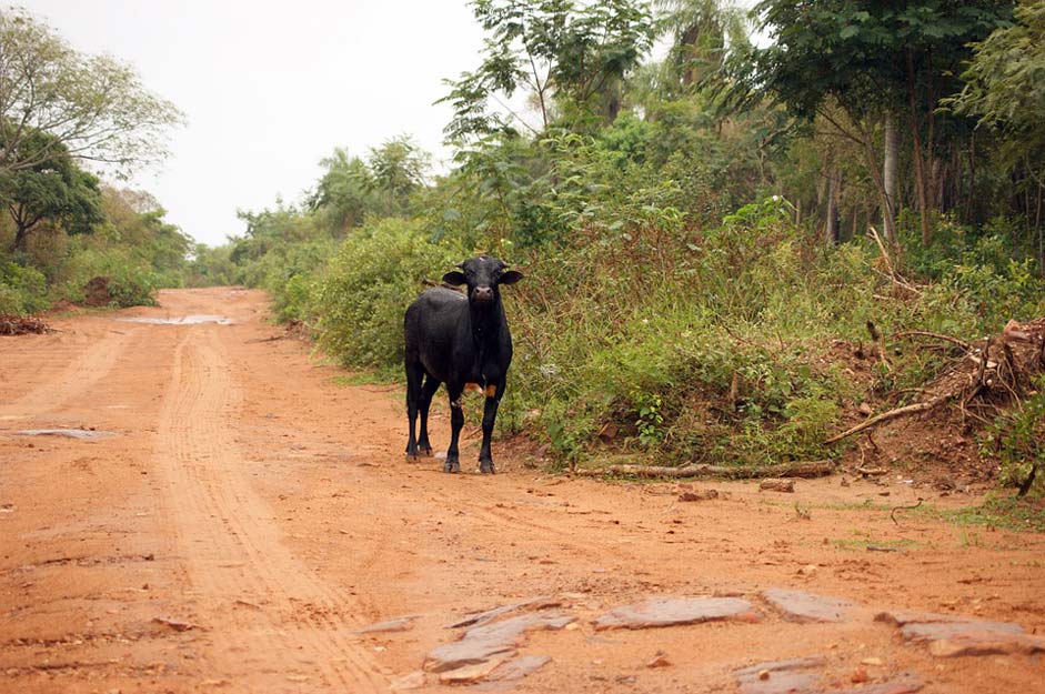 Landscape Jungle Road Bull