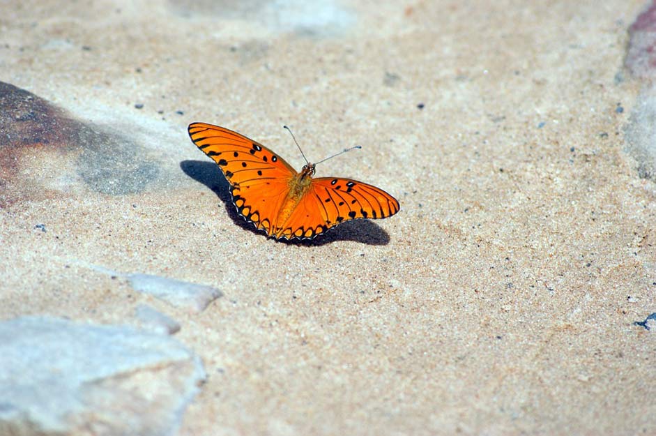 Paraguay Stones Road Butterfly