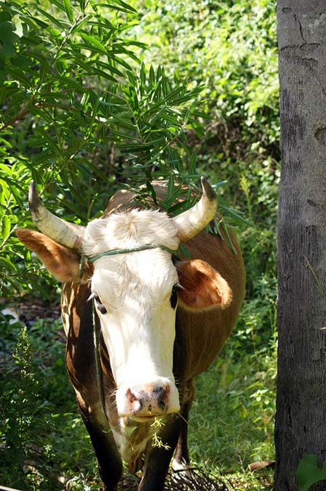 Paraguay Jungle Ox Cow