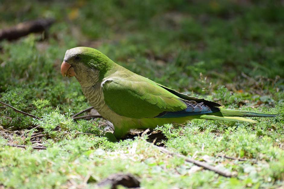 Small-Parrot Parrot Parakeet Monk-Parakeet