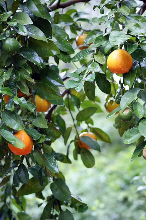 Wet Rain Tree Oranges