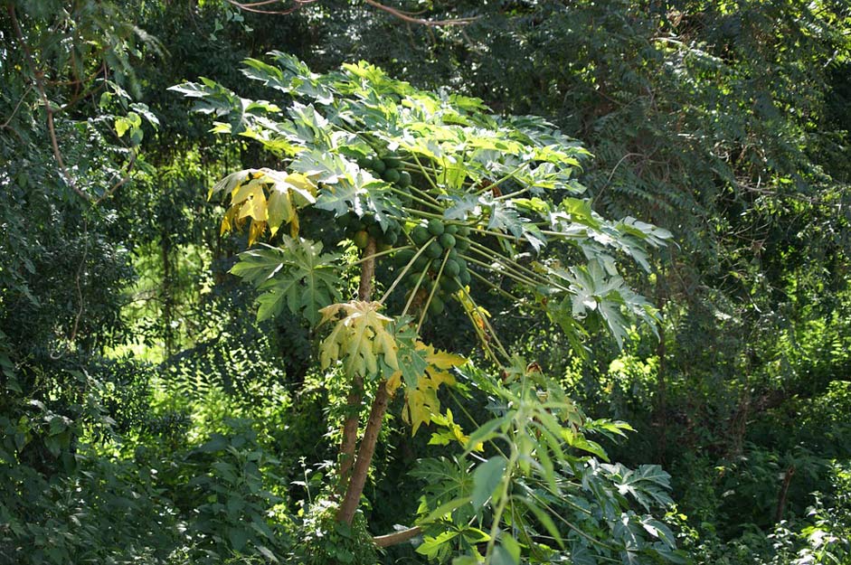 South-America Paraguay Jungle Papaya