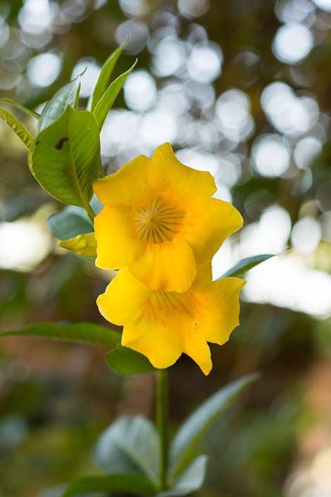 Bokeh Yellow Flower Shrub