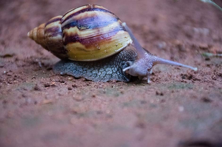 Slow Gastropod Exoskeleton Snail