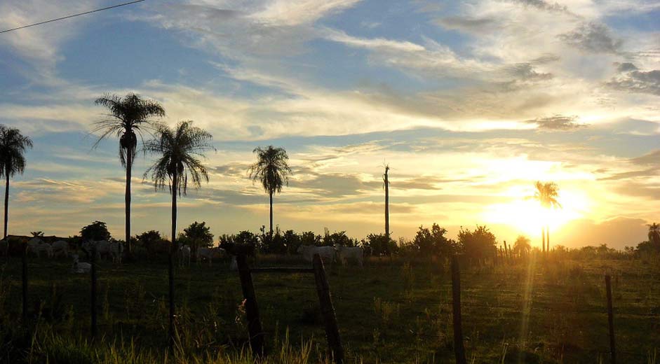 Landscape Paraguay Palm-Trees Sunset