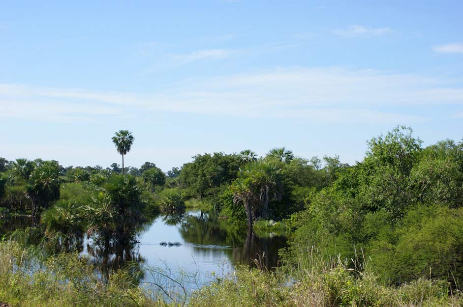 Water Jungle Wetland Swamp
