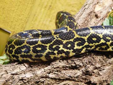 Yellow-Anaconda Snake-Skin Anaconda Snake Picture