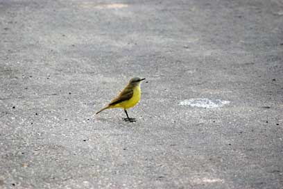 Bird Paraguay Asphalt Road Picture
