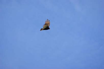 Vulture Flying Clouds Sky Picture
