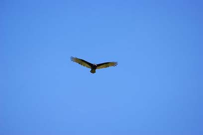 Vulture Paraguay Flying Sky Picture