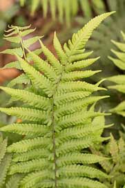 Fern Leaves Green Park Picture