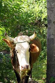 Cow Paraguay Jungle Ox Picture