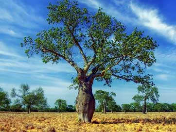 Ceiba-Tree Scenic Landscape Trees Picture