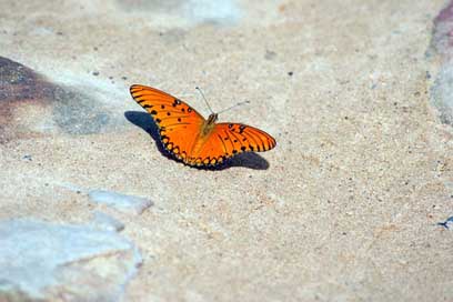 Butterfly Paraguay Stones Road Picture