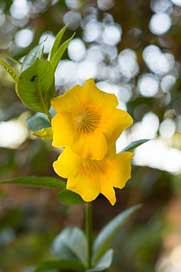 Shrub Bokeh Yellow Flower Picture