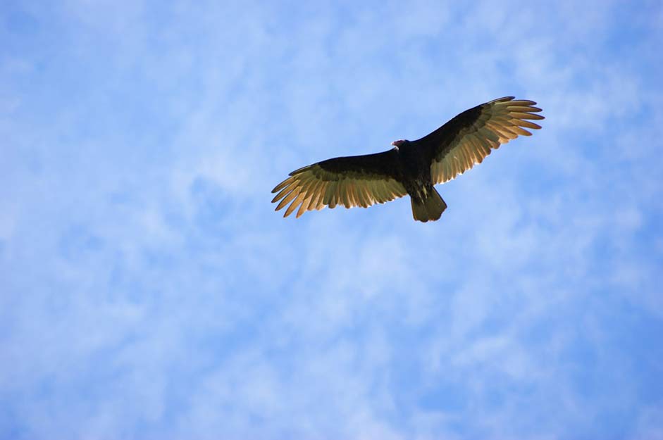 Flying Clouds Sky Vulture