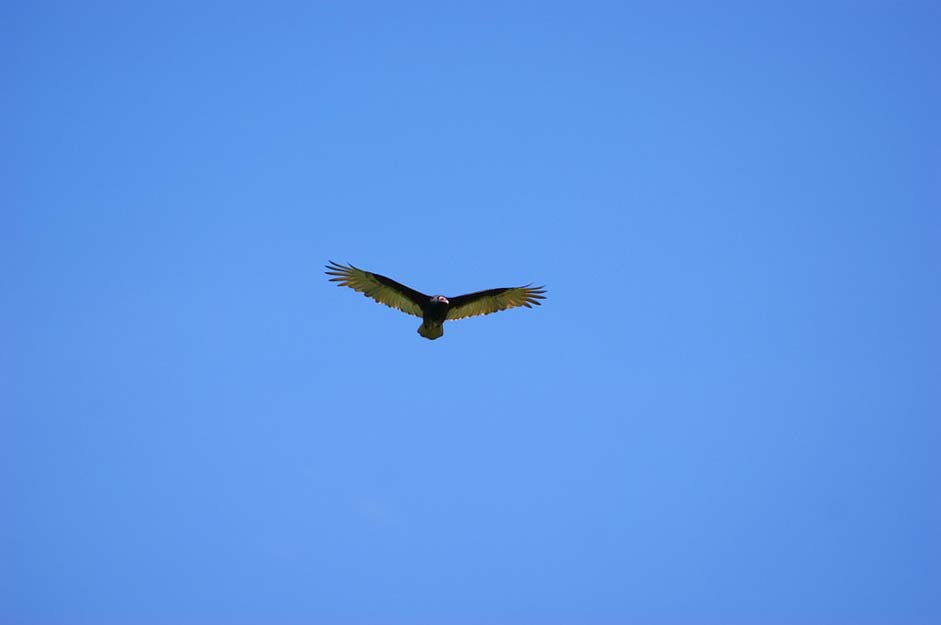 Paraguay Flying Sky Vulture