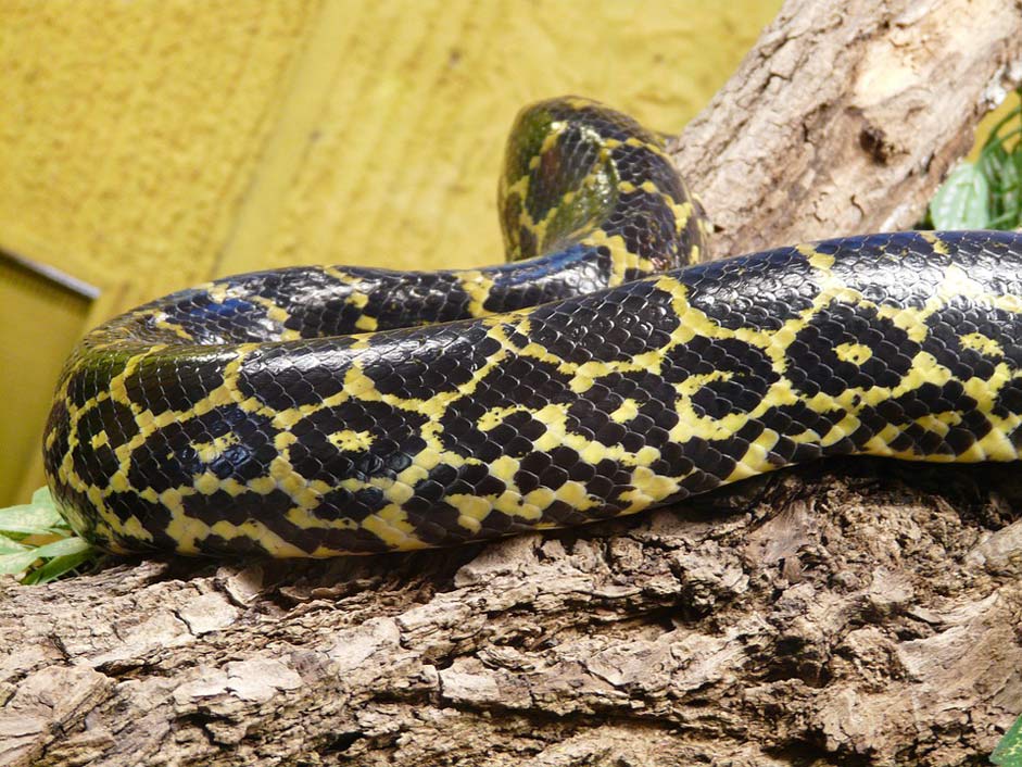 Snake-Skin Anaconda Snake Yellow-Anaconda