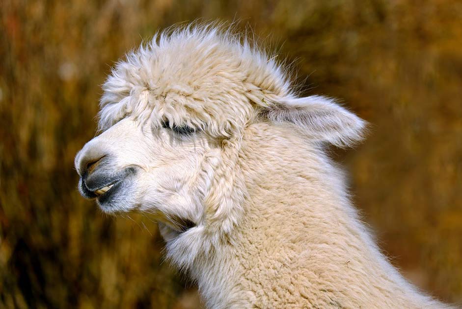 Wool Creature Animal Alpaca