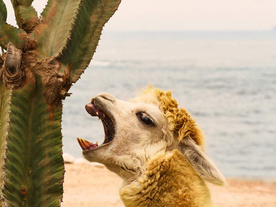 Tooth Teeth Cactus Alpaca