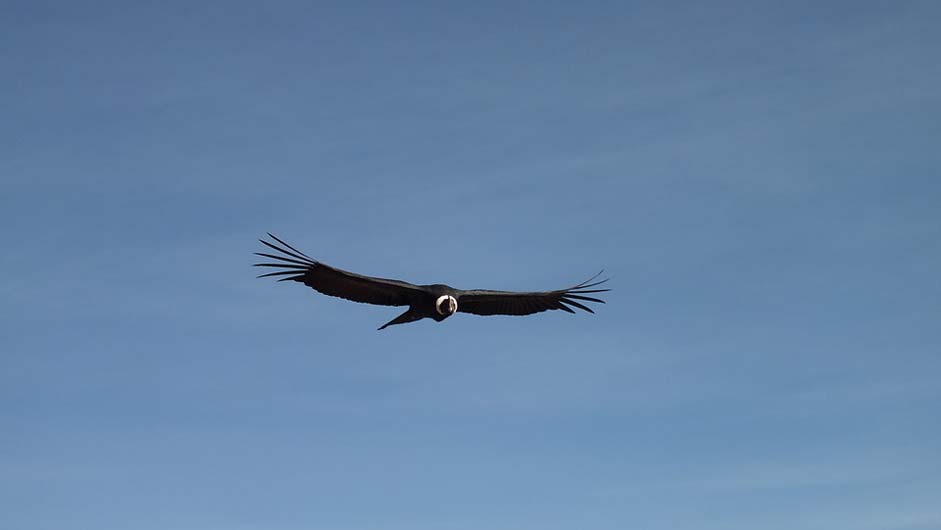 Peru Sky Flight Condor