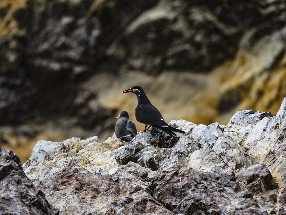 Islas-Ballestas Bird Tern Inca-Tern