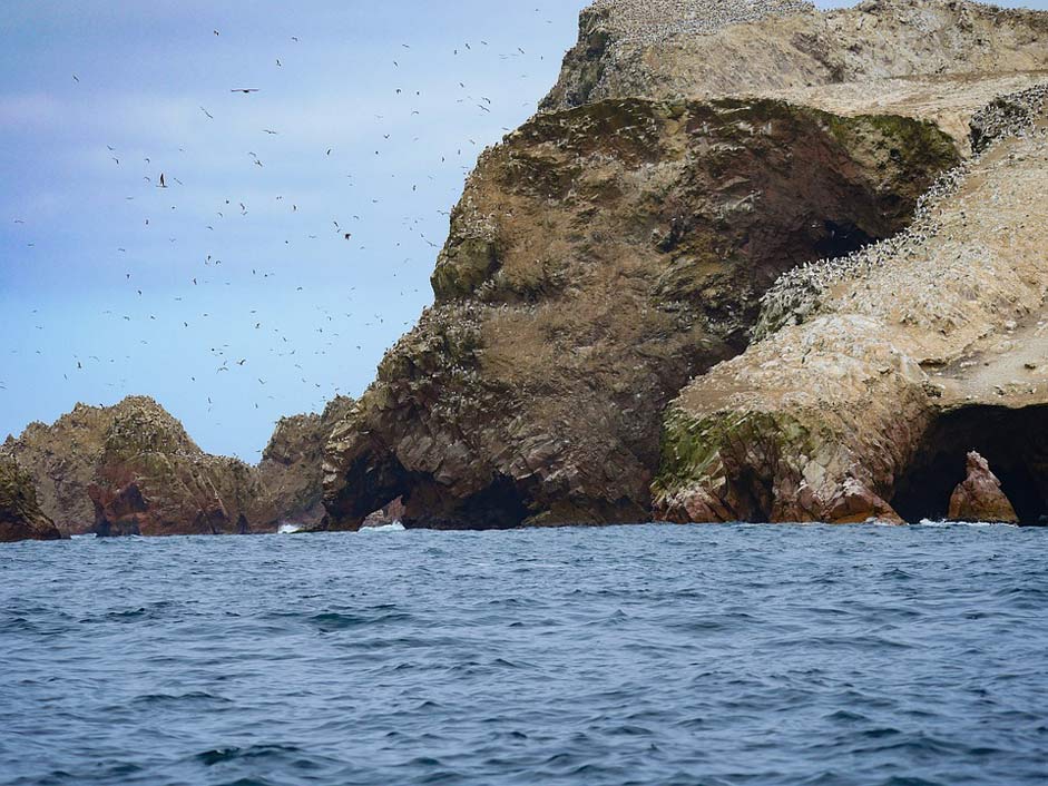 Coast Breed Birds Islas-Ballestas