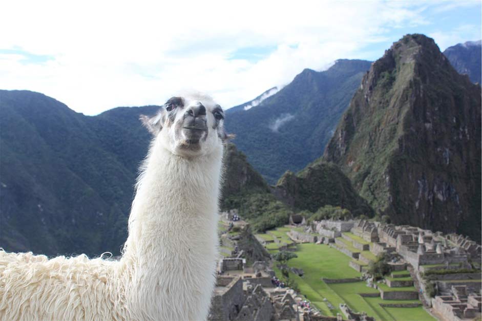 Animal Peru Machu-Picchu Llama