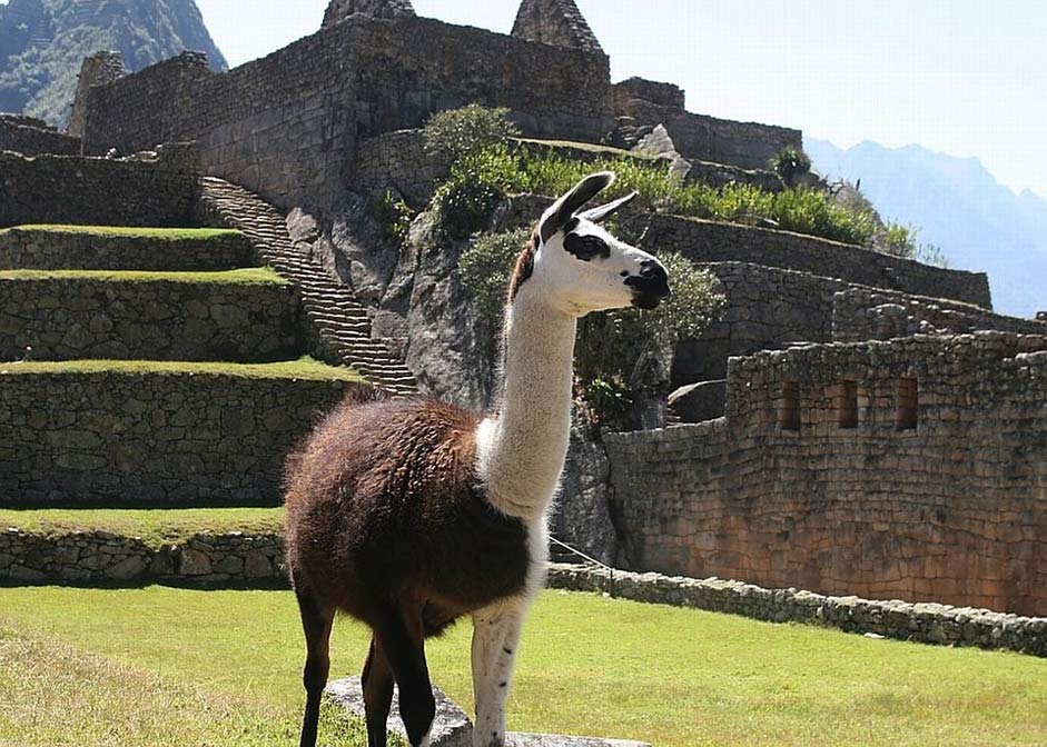 Outside Nature Peru Llama