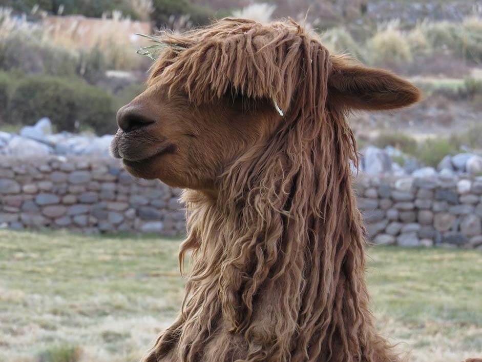 Wool Animal Alpaca Peru