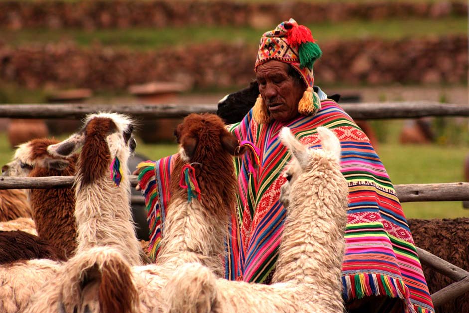 Redneck Animals Llama Peru