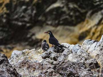 Inca-Tern Islas-Ballestas Bird Tern Picture