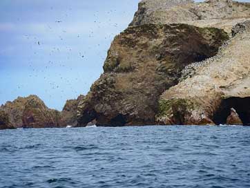 Islas-Ballestas Coast Breed Birds Picture