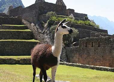 Llama Outside Nature Peru Picture