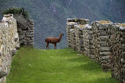 Machu-Picchu South Inca Peru Picture