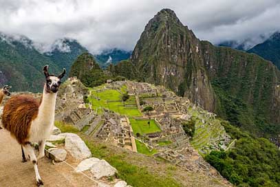 Peru World-Heritage Lama Machu-Picchu Picture