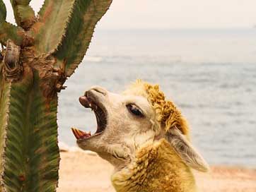 Alpaca Tooth Teeth Cactus Picture