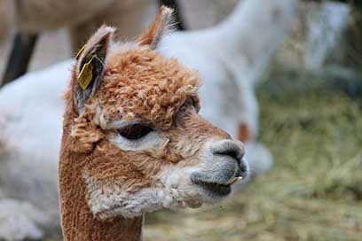 Alpaca Lama Young Brown Picture