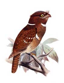 Bird Drawing Batrachostomus-Septimus Owl-Schwalme Picture