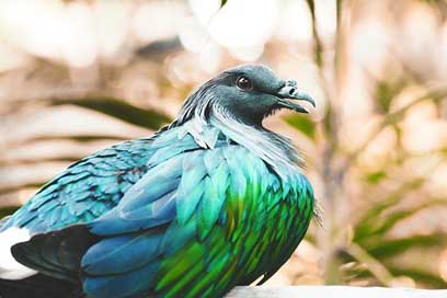 Nicobar-Pigeon Nicobar Bird Pigeon Picture