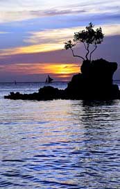Boracay Tree Philippines Beach Picture